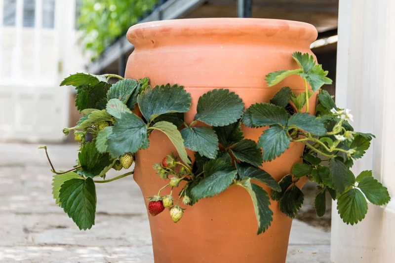 Strawberry Clay Pots