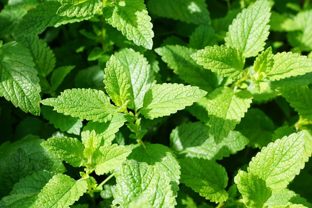mint, green, culinary herbs-jpg